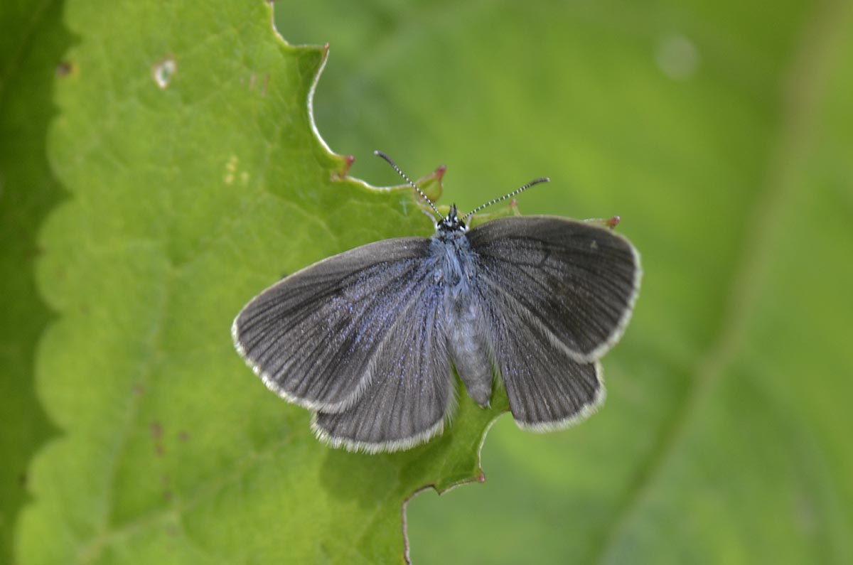 Lycaenidae da id.